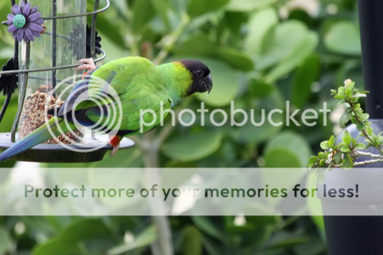 Wild Nanday Conures Avian Avenue Parrot Forum