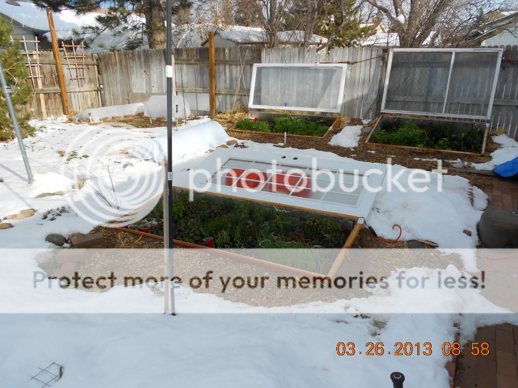 cold frames photo DSCN0169_zpse91528f0.jpg