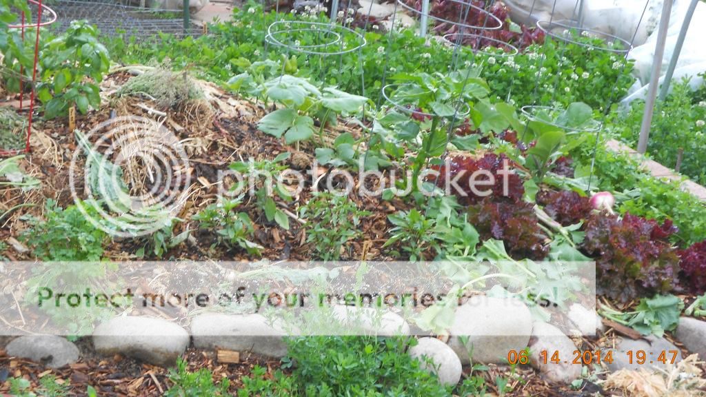  photo DSCN0368_zps63a7411a.jpg