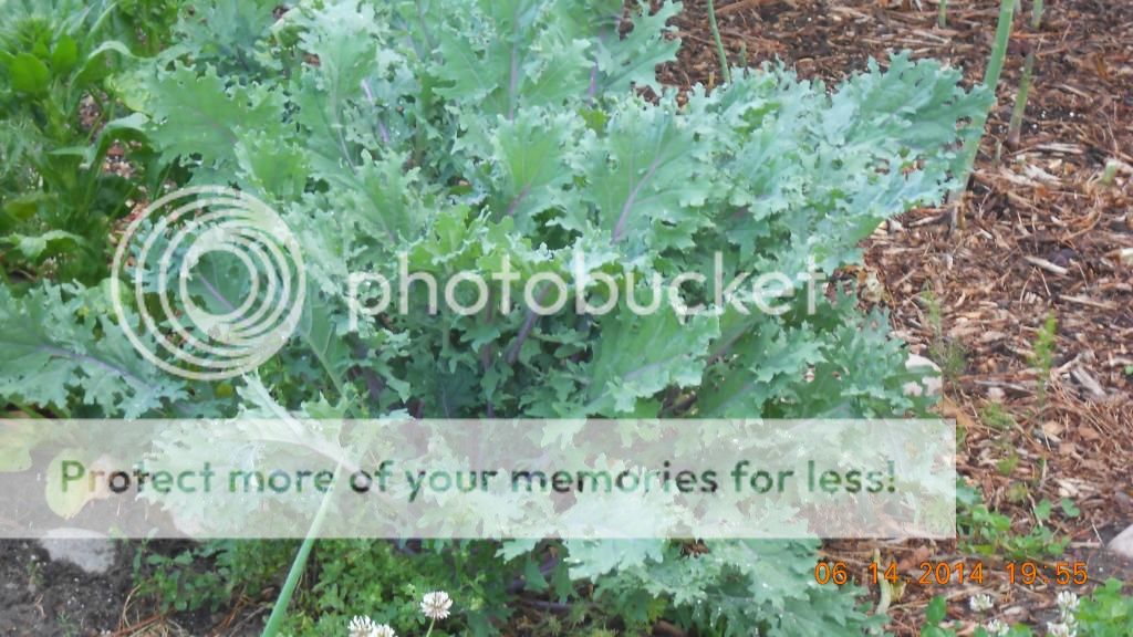  photo DSCN0372_zps2a36ca8c.jpg