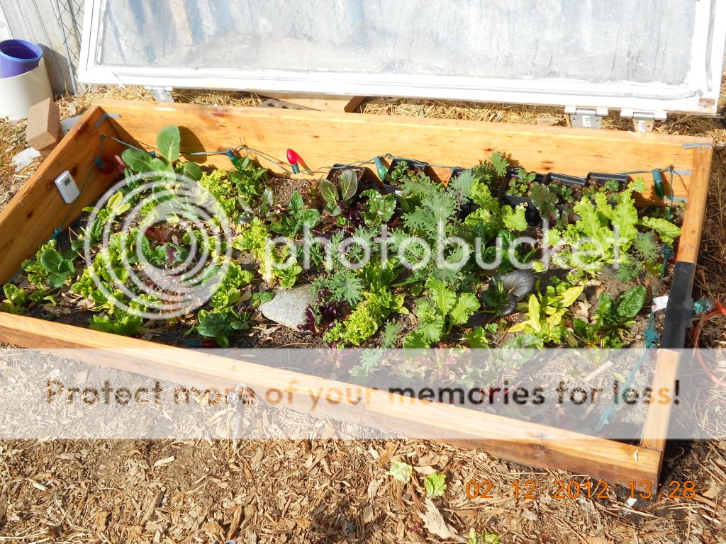 Cold Frame / hotbed