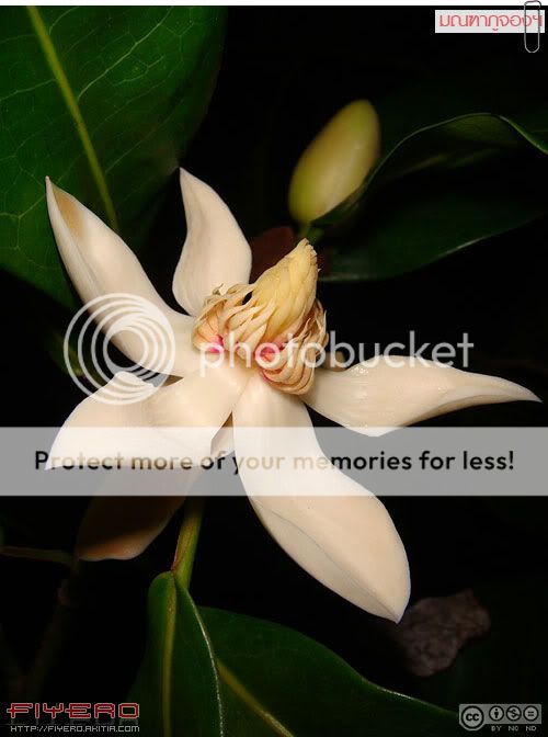 มณฑาภูจอง, มณฑาภูจองนายอย, Magnolia liliifera, มณฑาพันธุ์อีสานใต้, ไม้ดอกหอม, แมกโนเลีย, Montha Phujong, Magnolia, ไม้หายาก, ดอกไม้สีขาว, ต้นไม้หายาก, ต้นไม้, ดอกไม้, aKitia.Com มณฑาภูจอง, มณฑาภูจองนายอย, Magnolia liliifera, มณฑาพันธุ์อีสานใต้, ไม้ดอกหอม, แมกโนเลีย, Montha Phujong, Magnolia, ไม้หายาก, ดอกไม้สีขาว, ต้นไม้หายาก, ต้นไม้, ดอกไม้, aKitia.Com