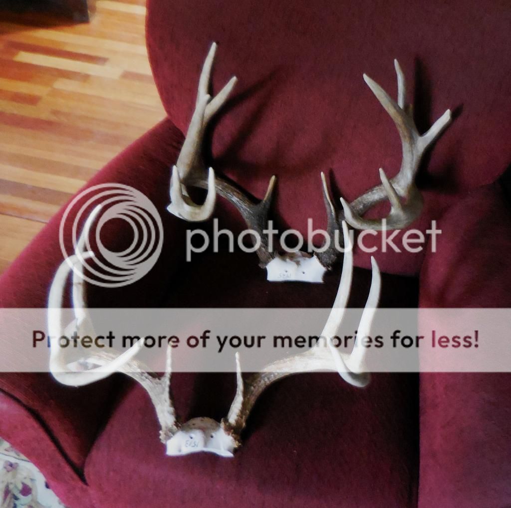 antlers%201_zpsdafi7hgh.jpg