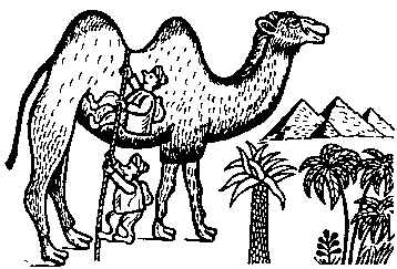 Камила