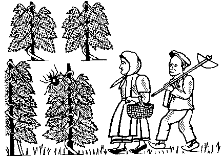 Паяк