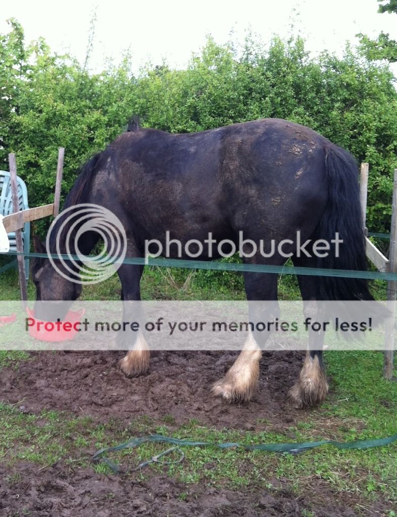 Bloated Cob...Just fat or something to be worried about?? New Rider Forum