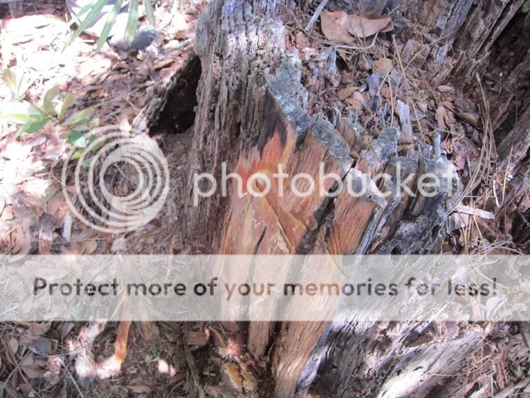 Maya Tinder Fat Wood-Bushcraft 250 g Survie EDC /& Camping Fatwood Bâtons