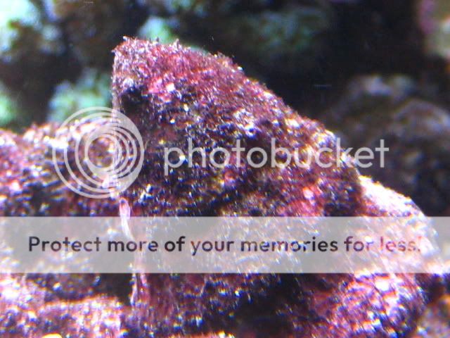red turf algae normal